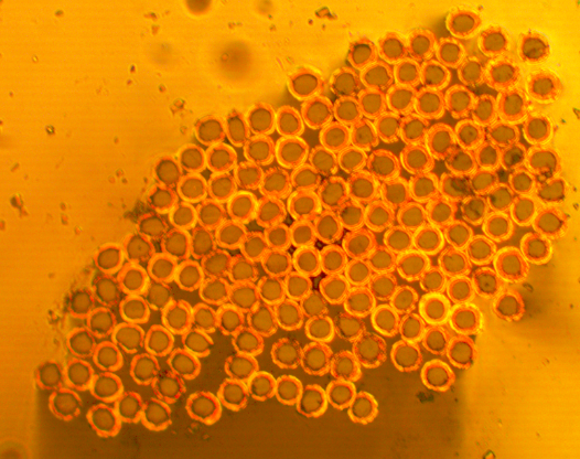 手慢無(wú)!一批特價(jià)鍍金屬纖維絲現(xiàn)貨直供,數(shù)量有限